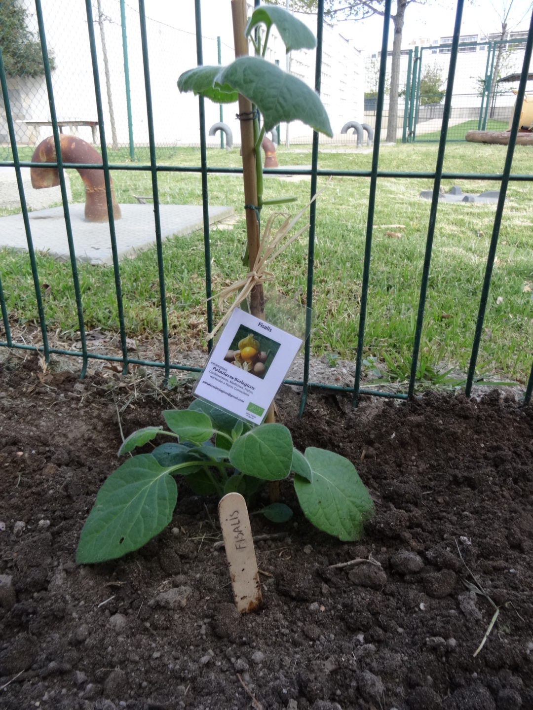 21st of March – The Tree Day!