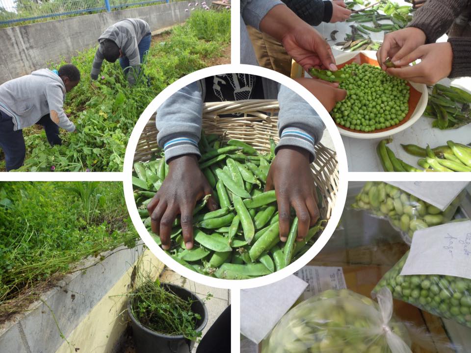 Alunos da Escola 2,3 de Alfornelos comemoram o dia da terra