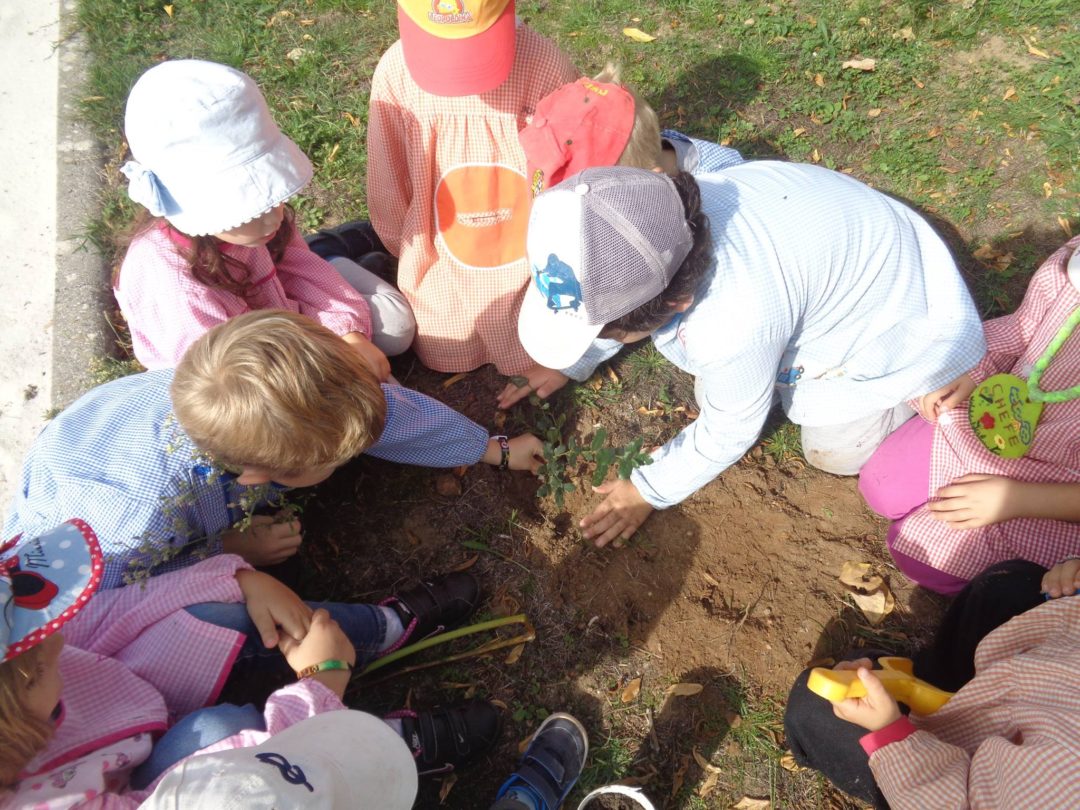 Colmeias planta árvores e recolhe o lixo na escola
