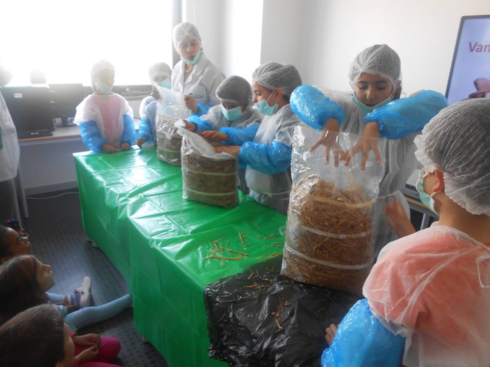 Micólogos de palmo e meio