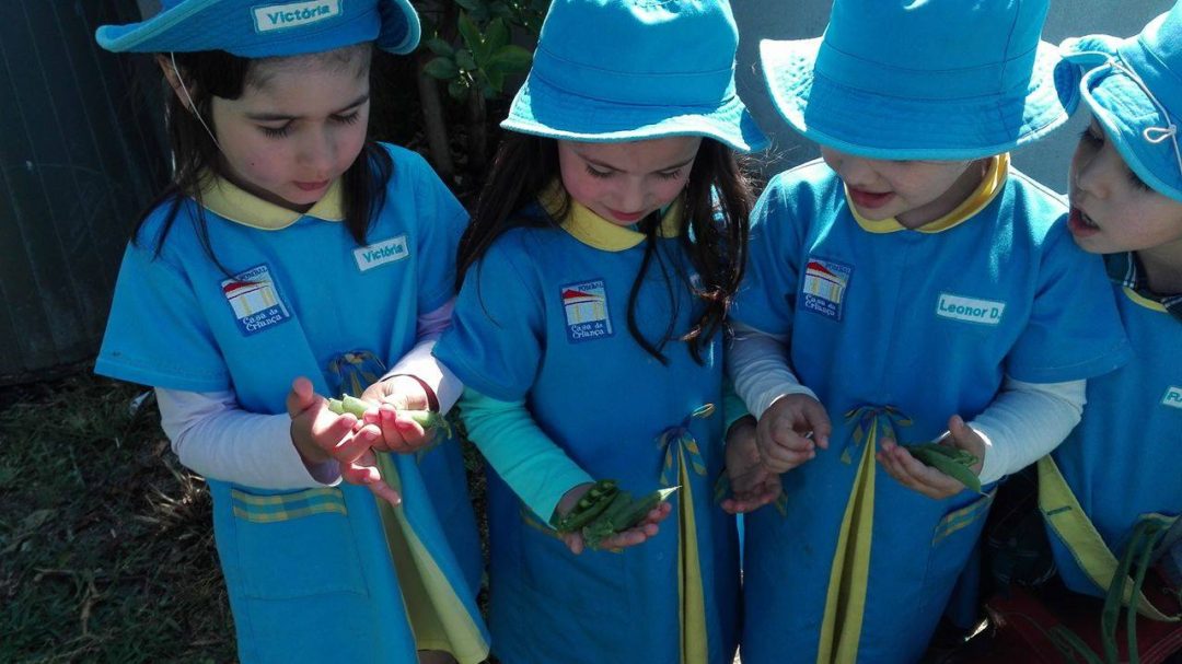 Apanha de legumes e frutos da nossa horta biológica