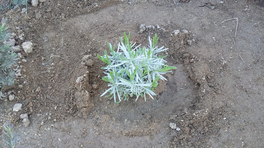 Renovação do canteiro aromático