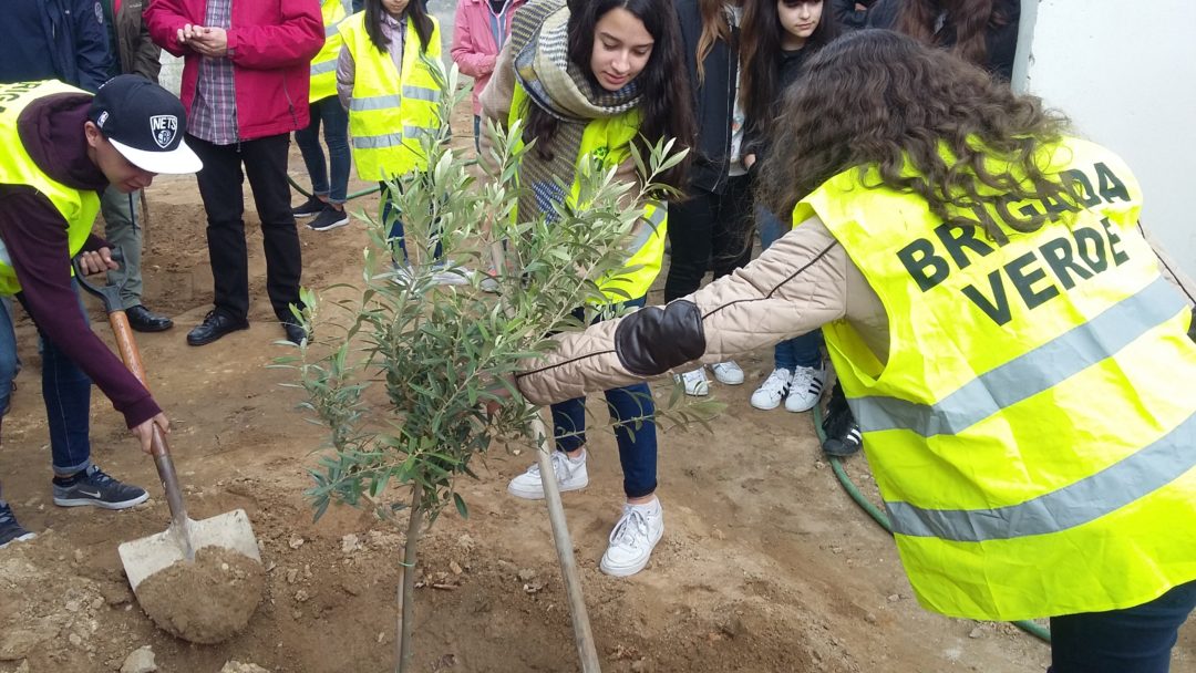 Dia da árvore…de fruto…
