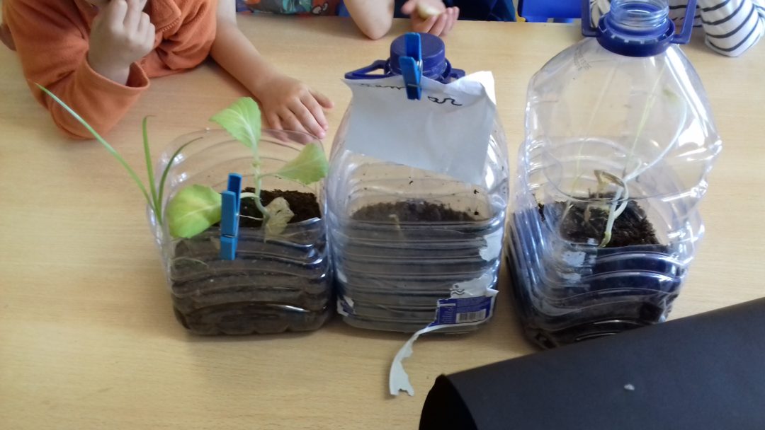 as necessidades das plantas