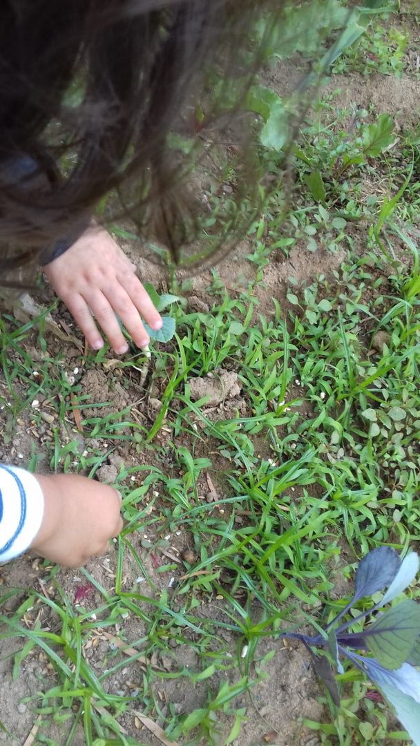 monda -cuidar das plantas