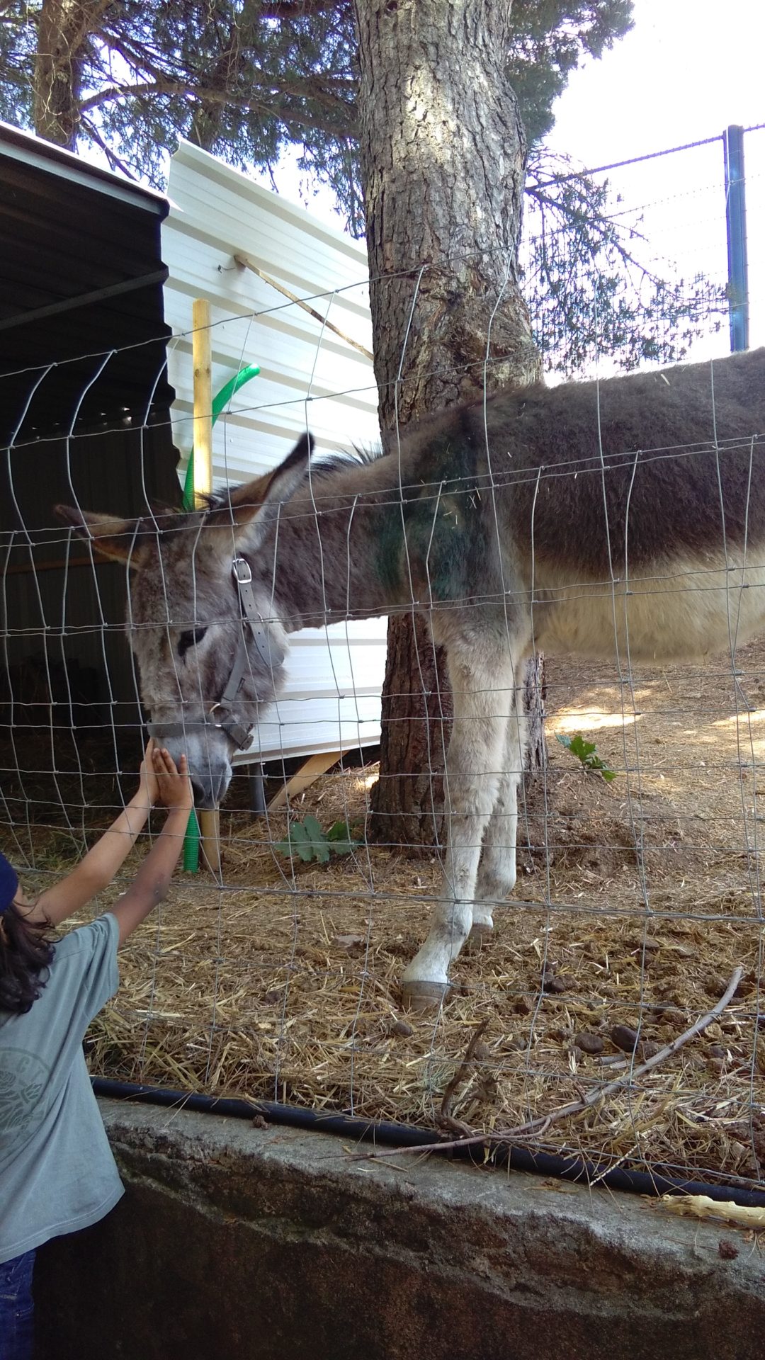 Rota Eco-Escolas. Mobilidade Sustentável