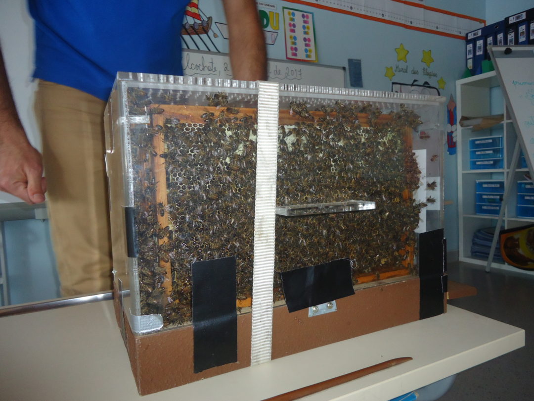 Workshop apicultura