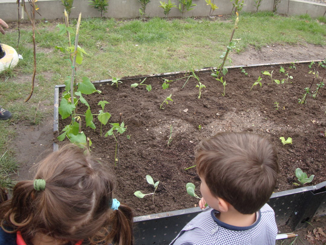 Criação de uma Horta Pedagógica
