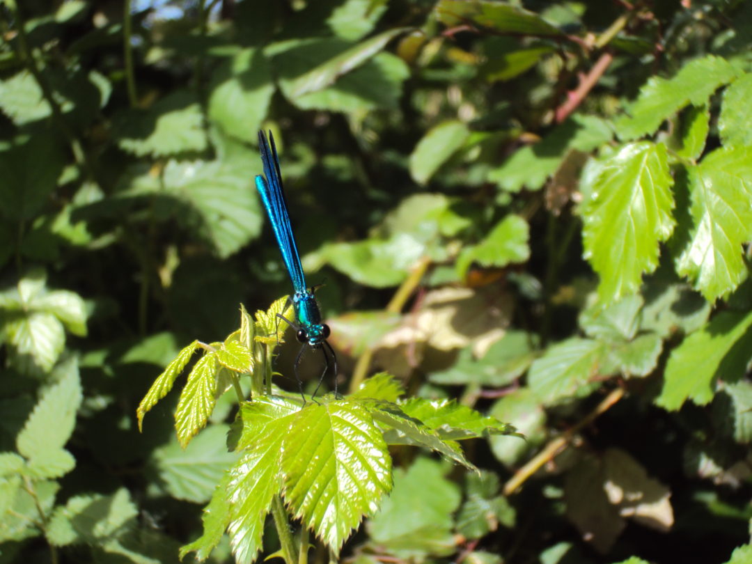 Visita de estudo ao ribeiro de Alvarelhos
