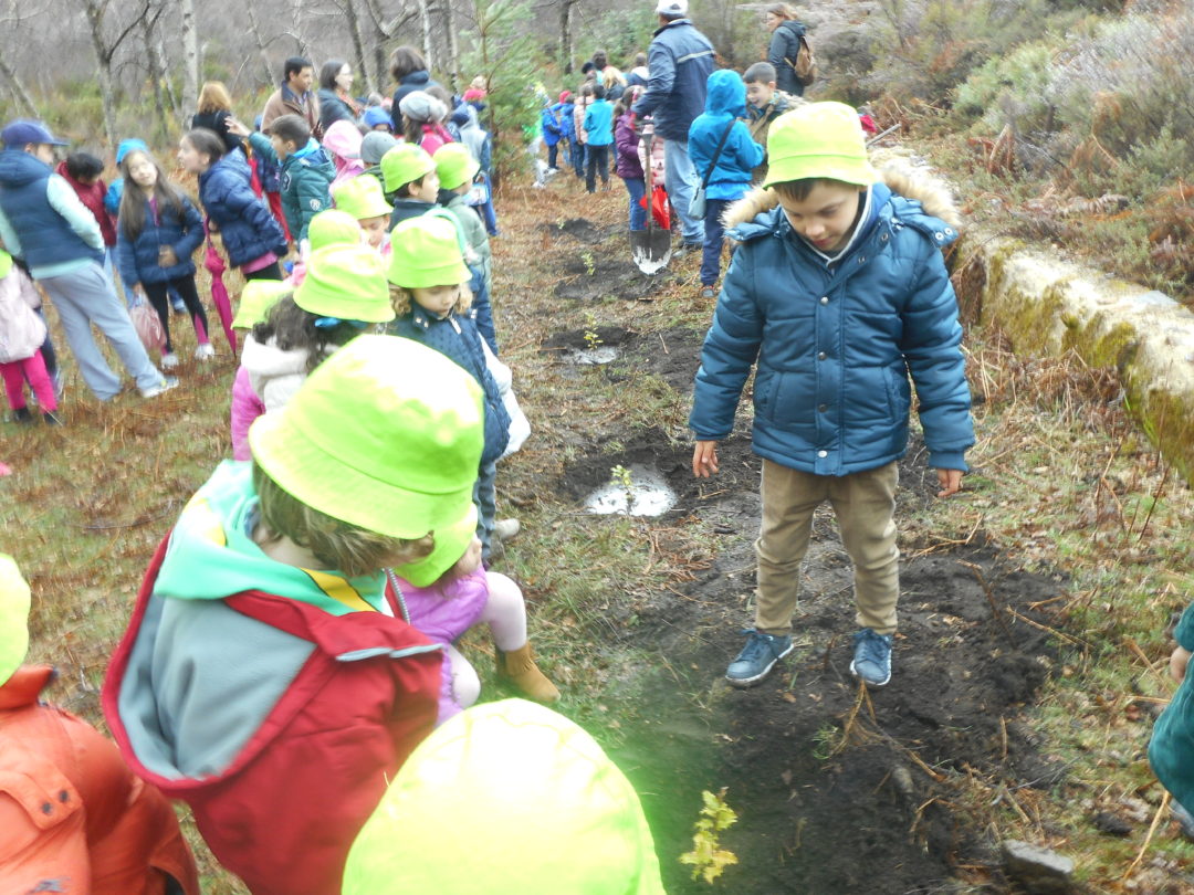 Dia da Floresta/ Dia da Árvore
