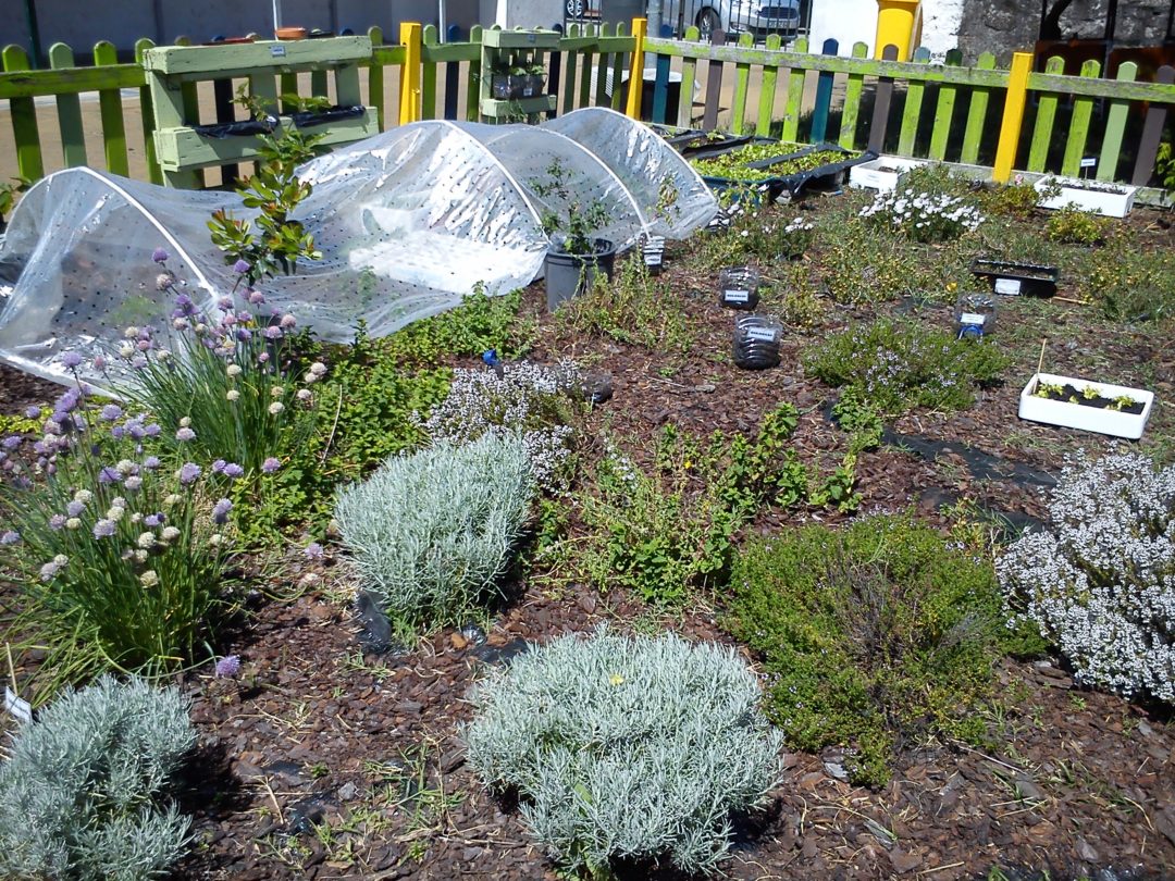 Plantações na escola