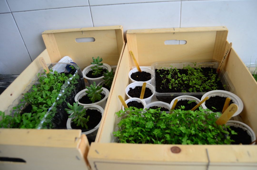 Horta biológica na escola