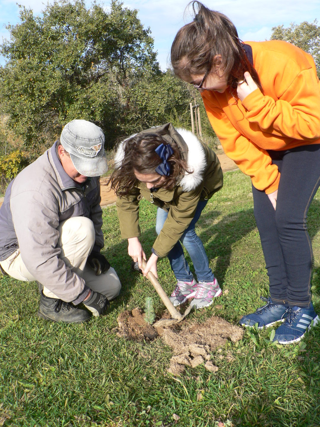Plantação de árvores