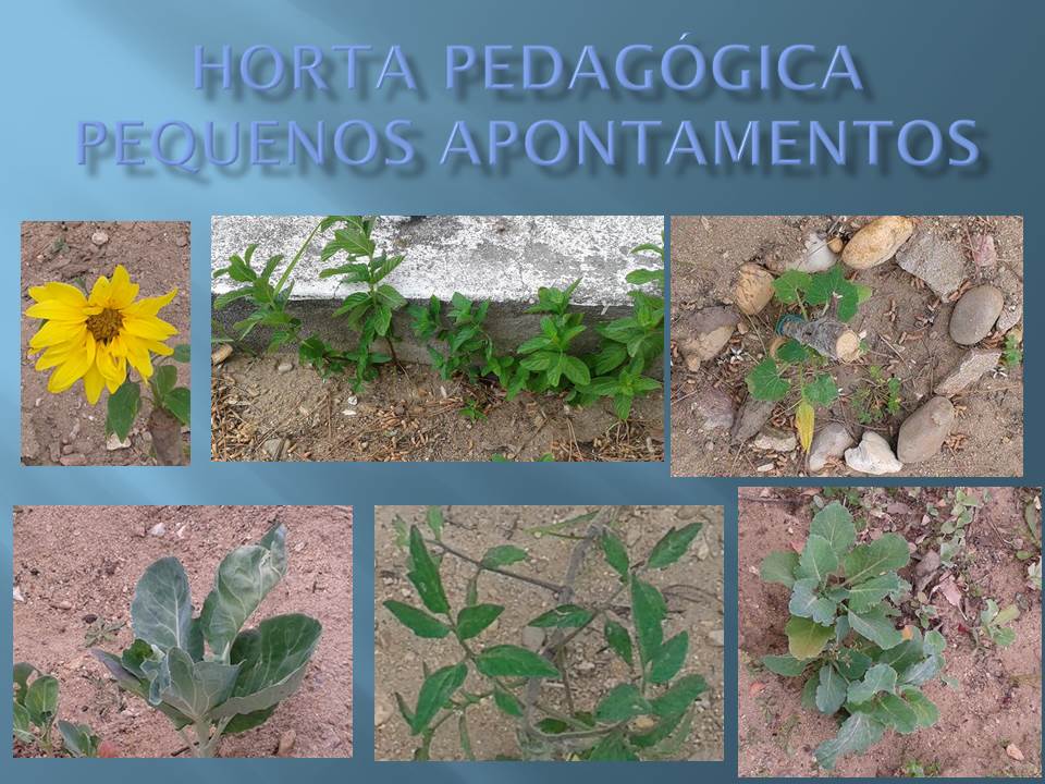 Pequenos apontamentos na Horta pedagógica da Escola B 2,3/S da Chamusca