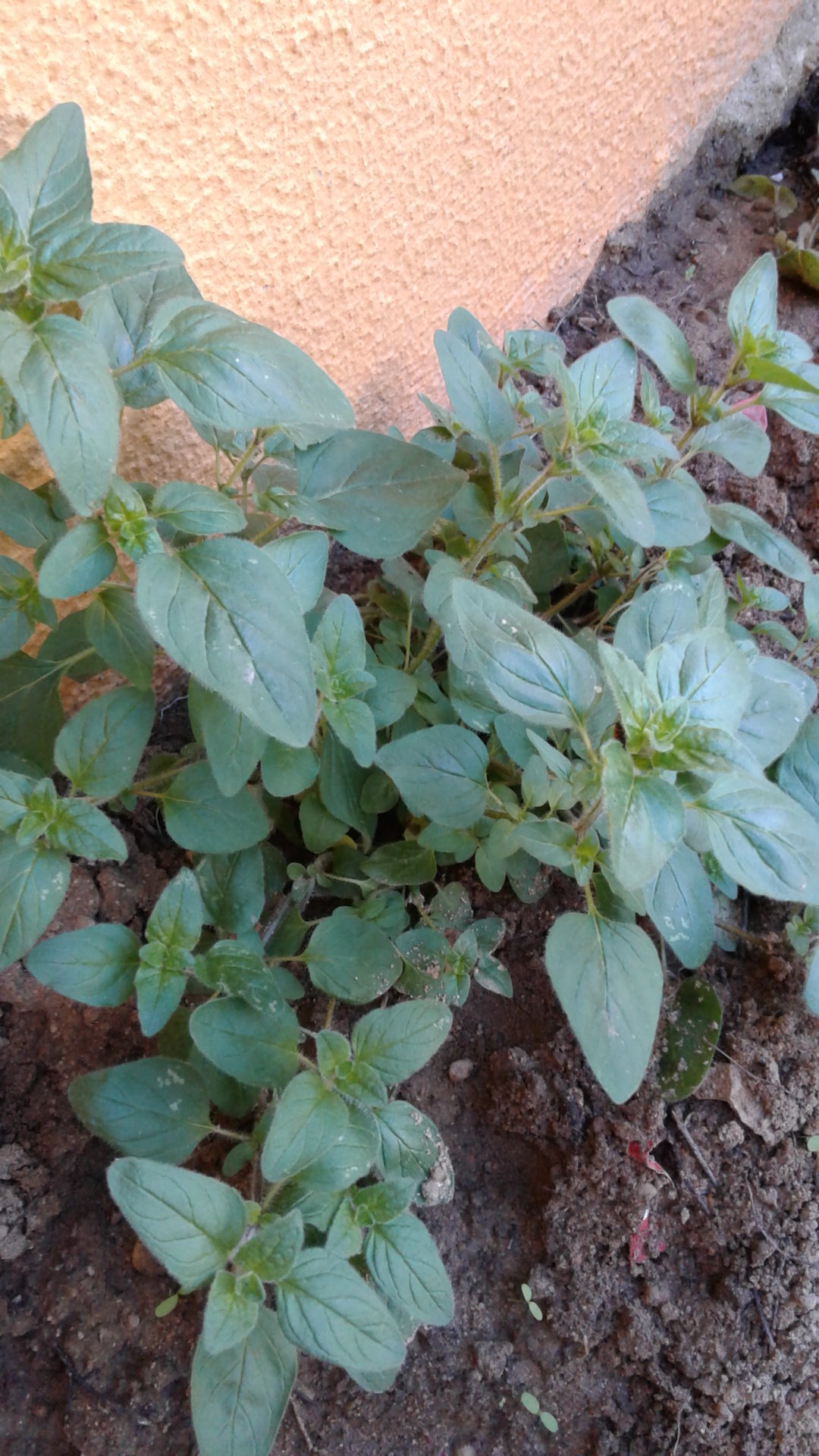 Pequena Horta Biológica