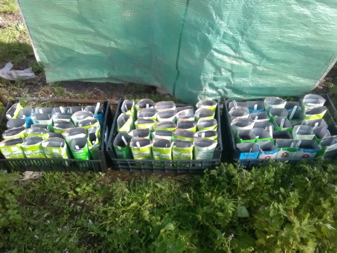 Construção de um viveiro de espécies nativas