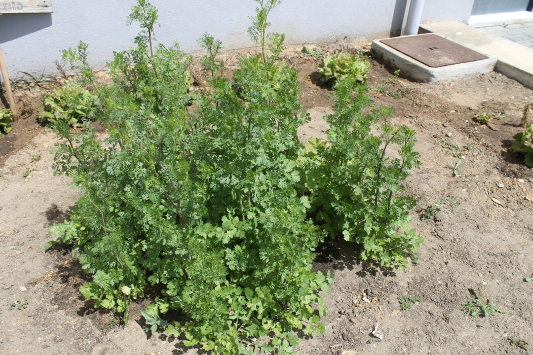 Se saudável queres ser a agricultura bio deves fazer!