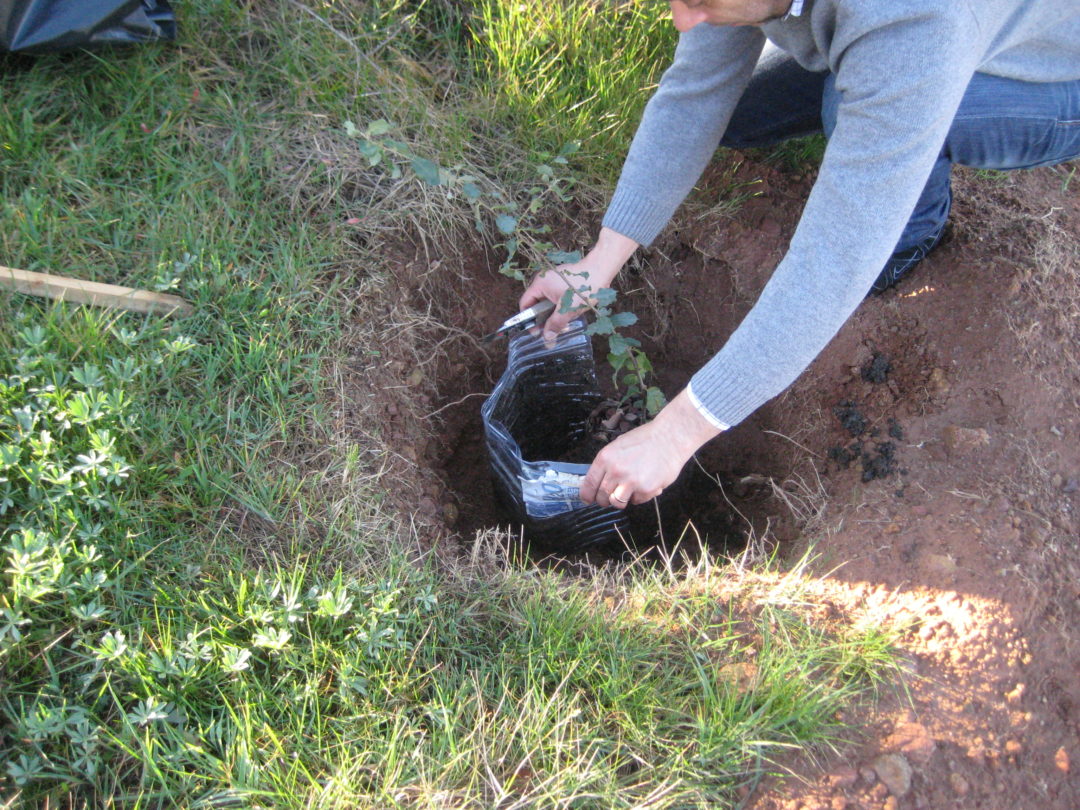 Plantação de árvores nos jardins da escola