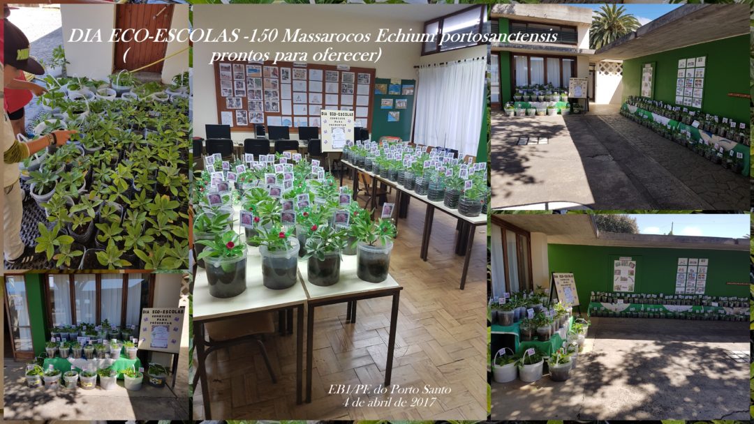 A extinção é para sempre. Como se evita?