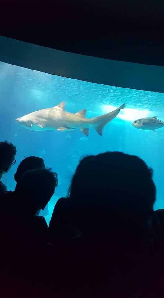 Visita de Estudo ao Oceanário de Lisboa