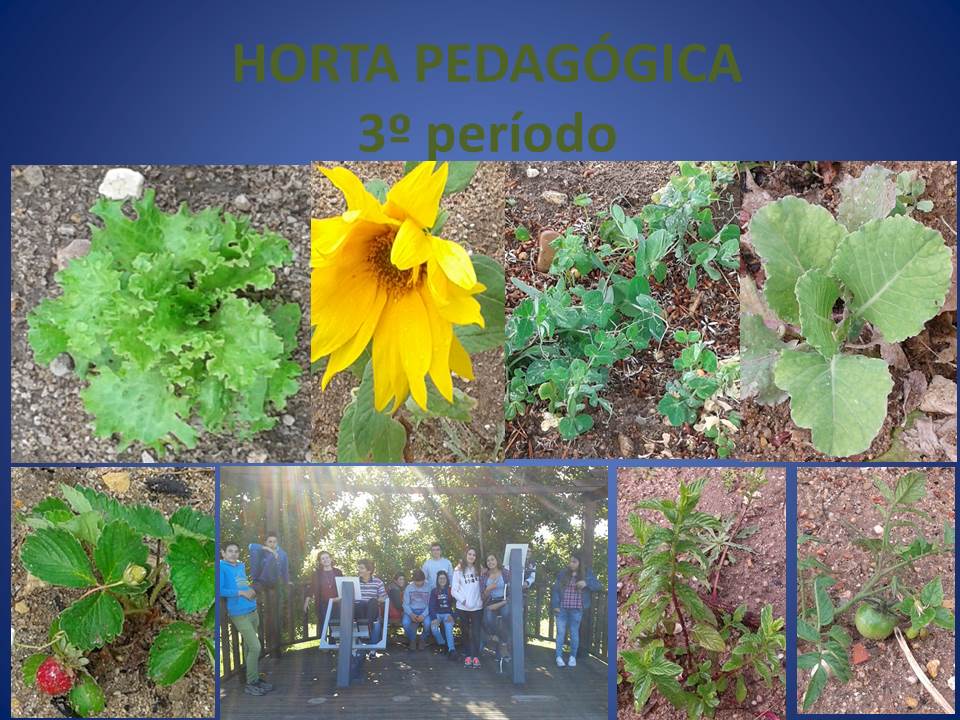 Horta Pedagógica da Escola B. 2,3/ S da Chamusca