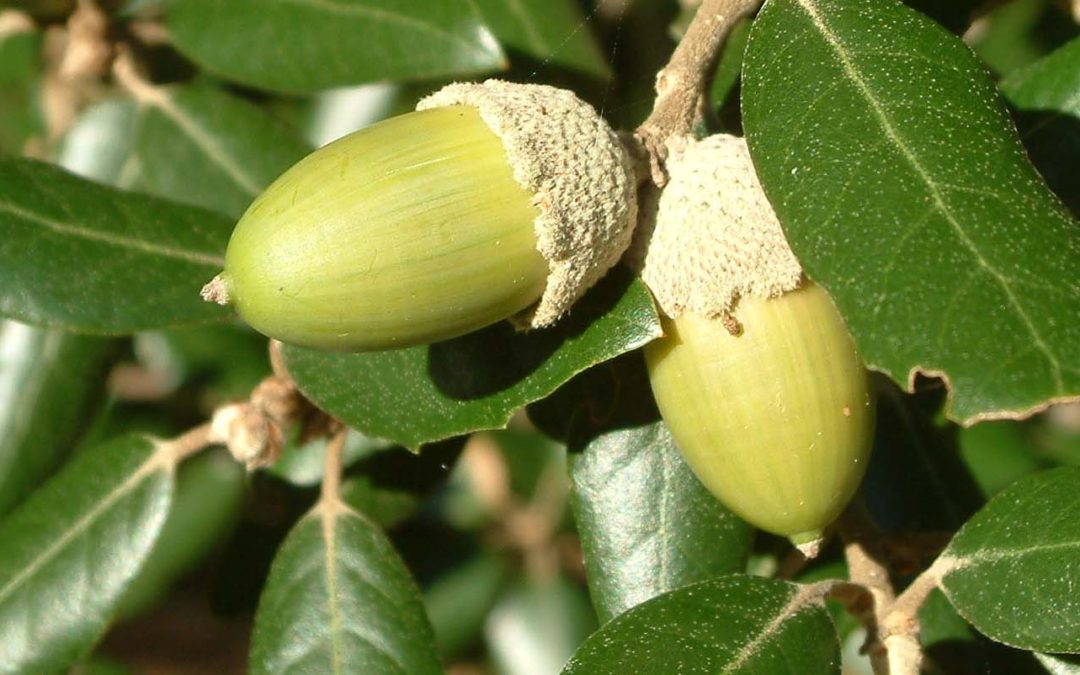 Apanhar a bolota, Ajudar a floresta!