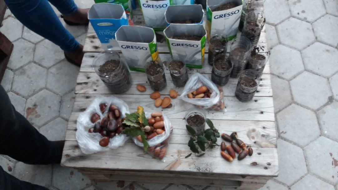 Dia Mundial da Bolota