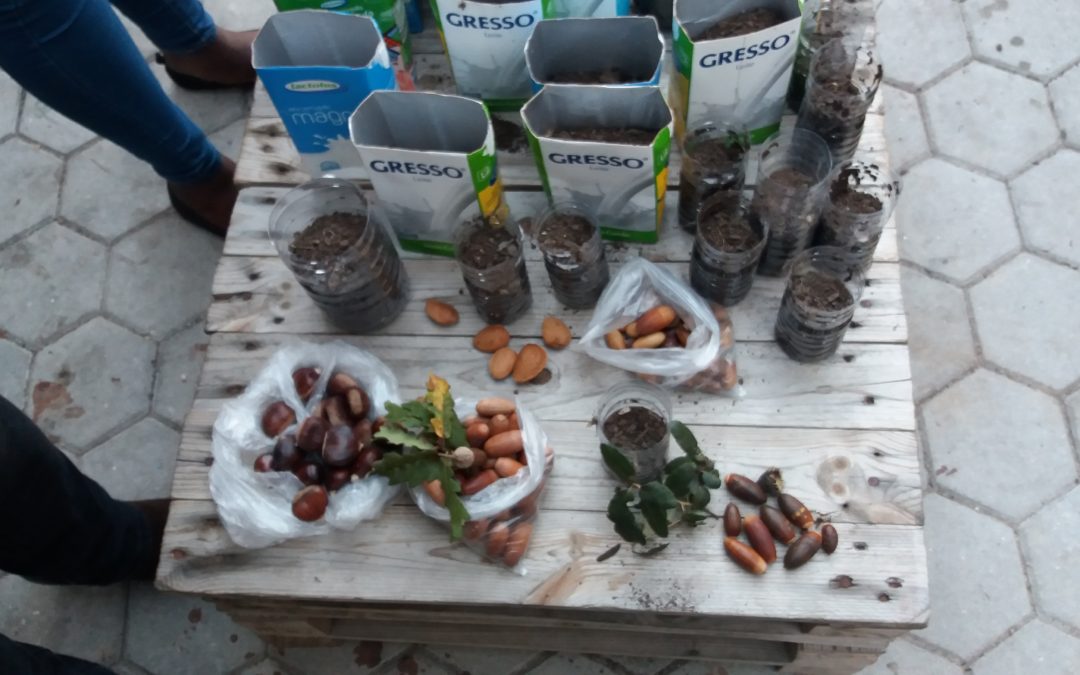 Dia Mundial da Bolota