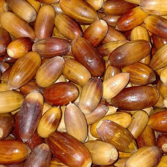 Dia Mundial da Floresta