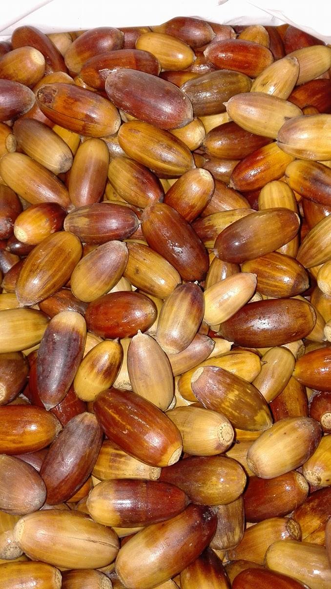 Dia Mundial da Floresta