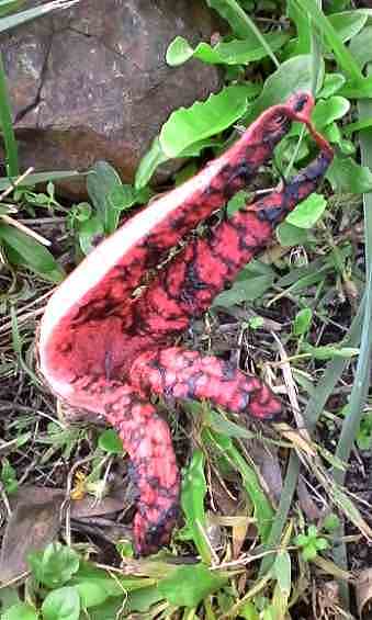 Cogumelos encontrados pela nossa comunidade escolar