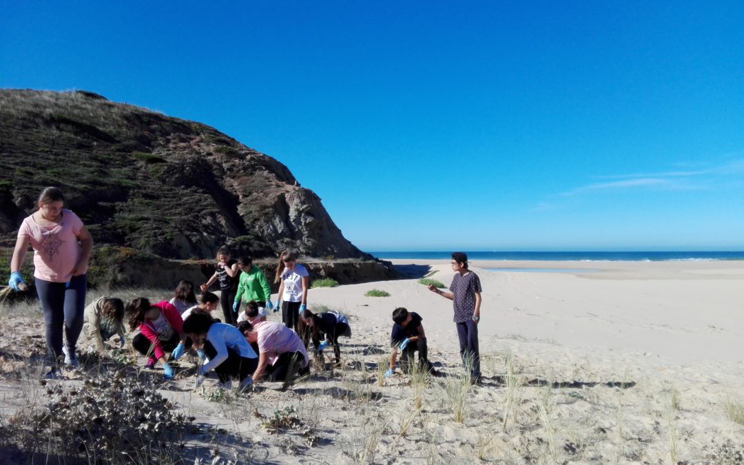 Espécies invasoras e flora dunar autóctone