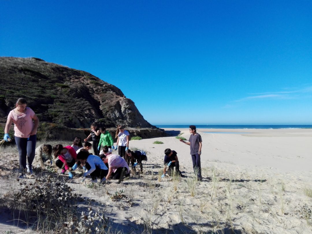 Espécies invasoras e flora dunar autóctone