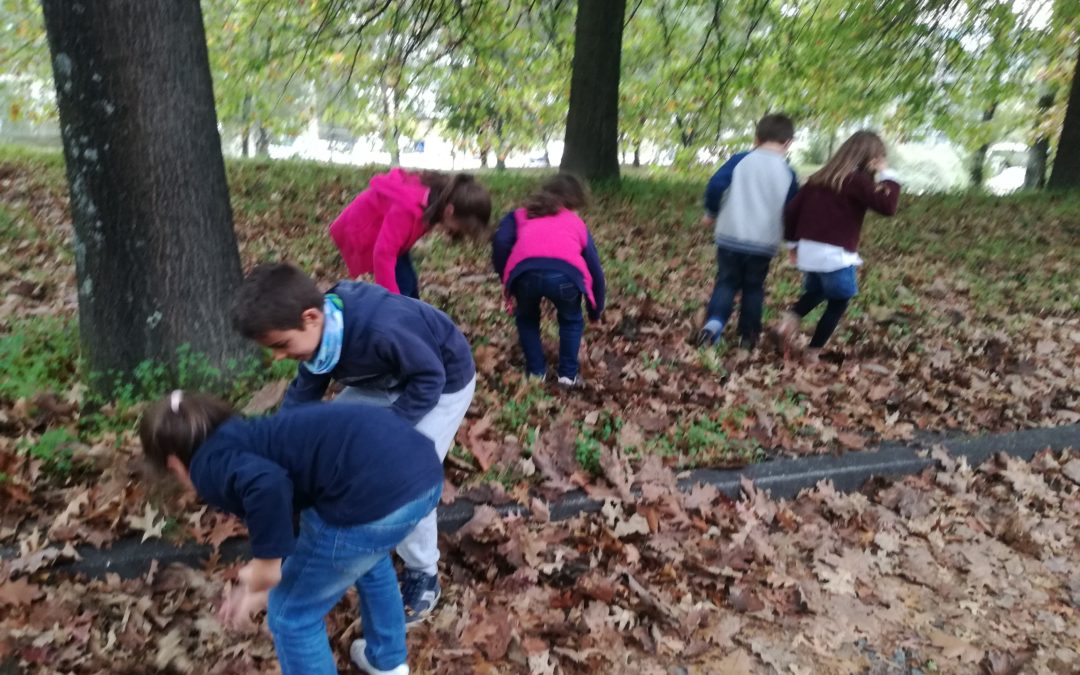 Brigada da Floresta – recolha de sementes