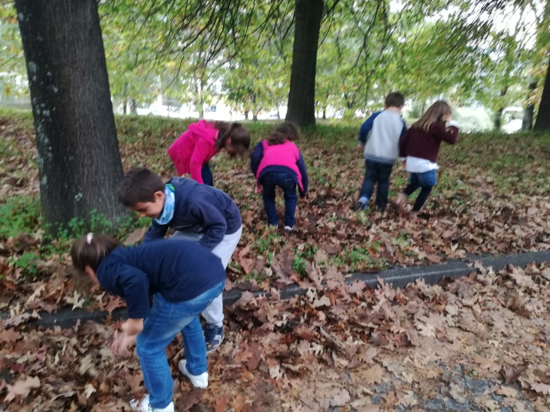 Brigada da Floresta – recolha de sementes