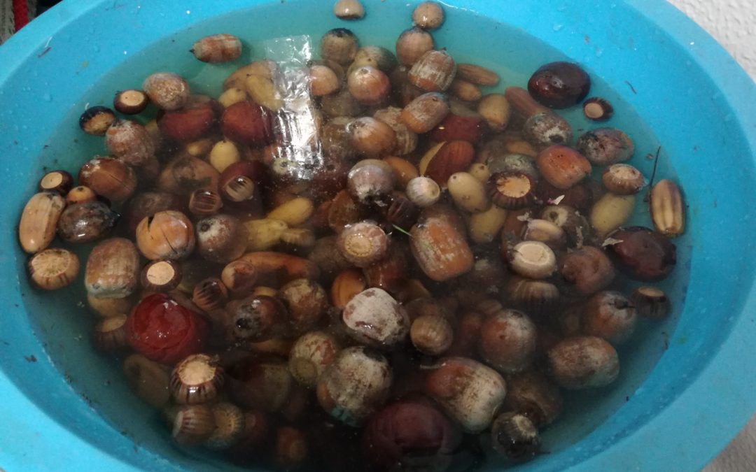 Brigada da Floresta- sementeira