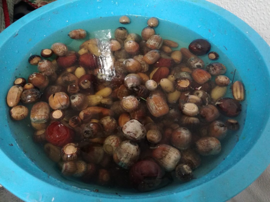 Brigada da Floresta- sementeira