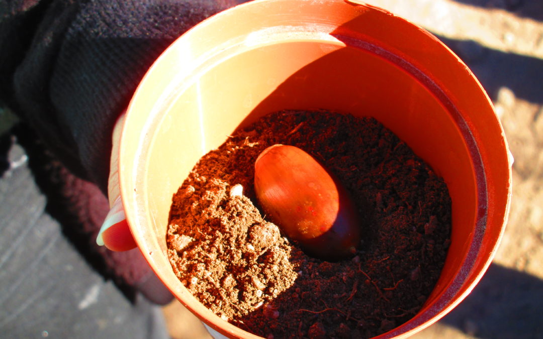 “Dia Mundial da Bolota” – 10 de novembro de 2017 na EB2,3/S José Silvestre Ribeiro de Idanha-a-Nova