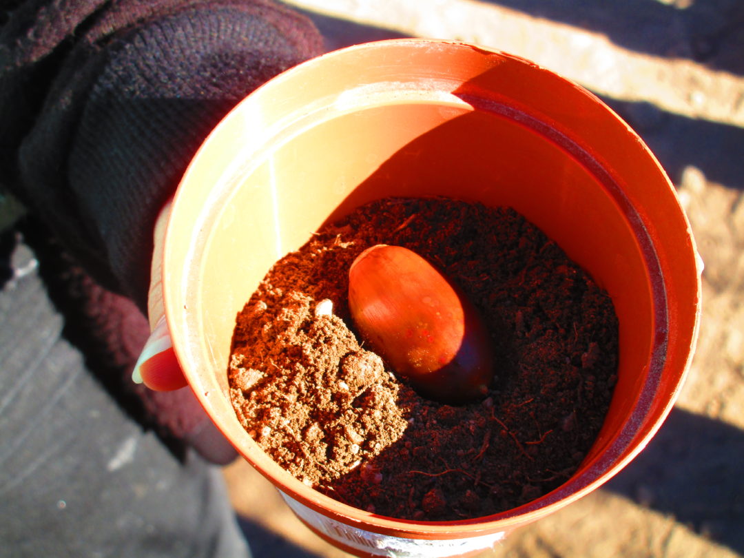 “Dia Mundial da Bolota” – 10 de novembro de 2017 na EB2,3/S José Silvestre Ribeiro de Idanha-a-Nova