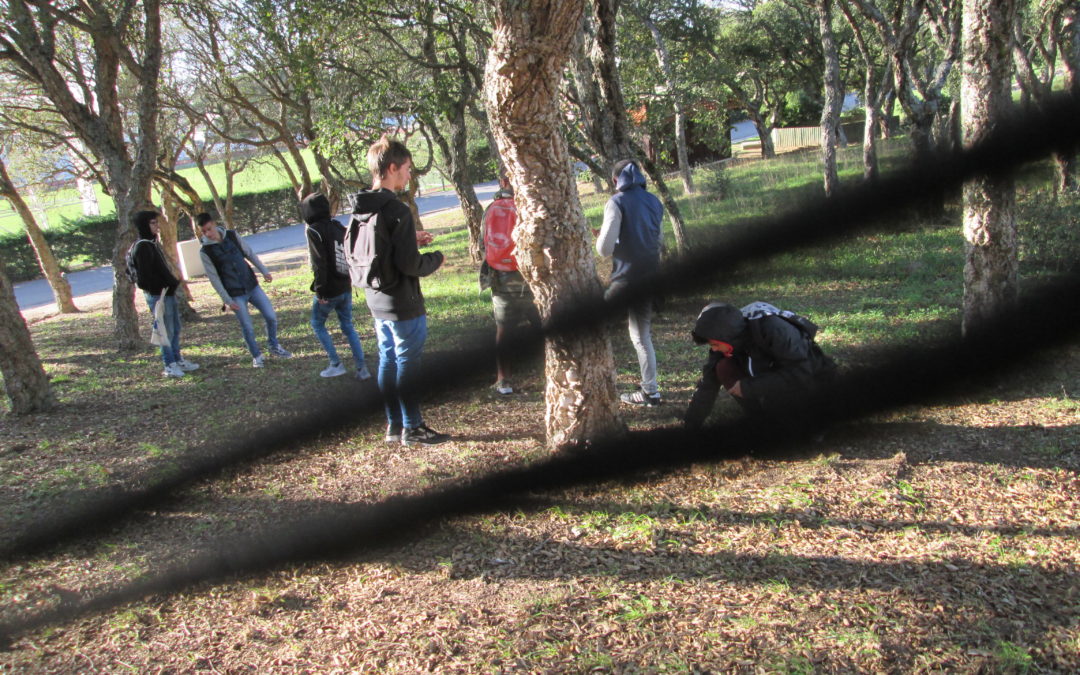 Visita a uma Floresta