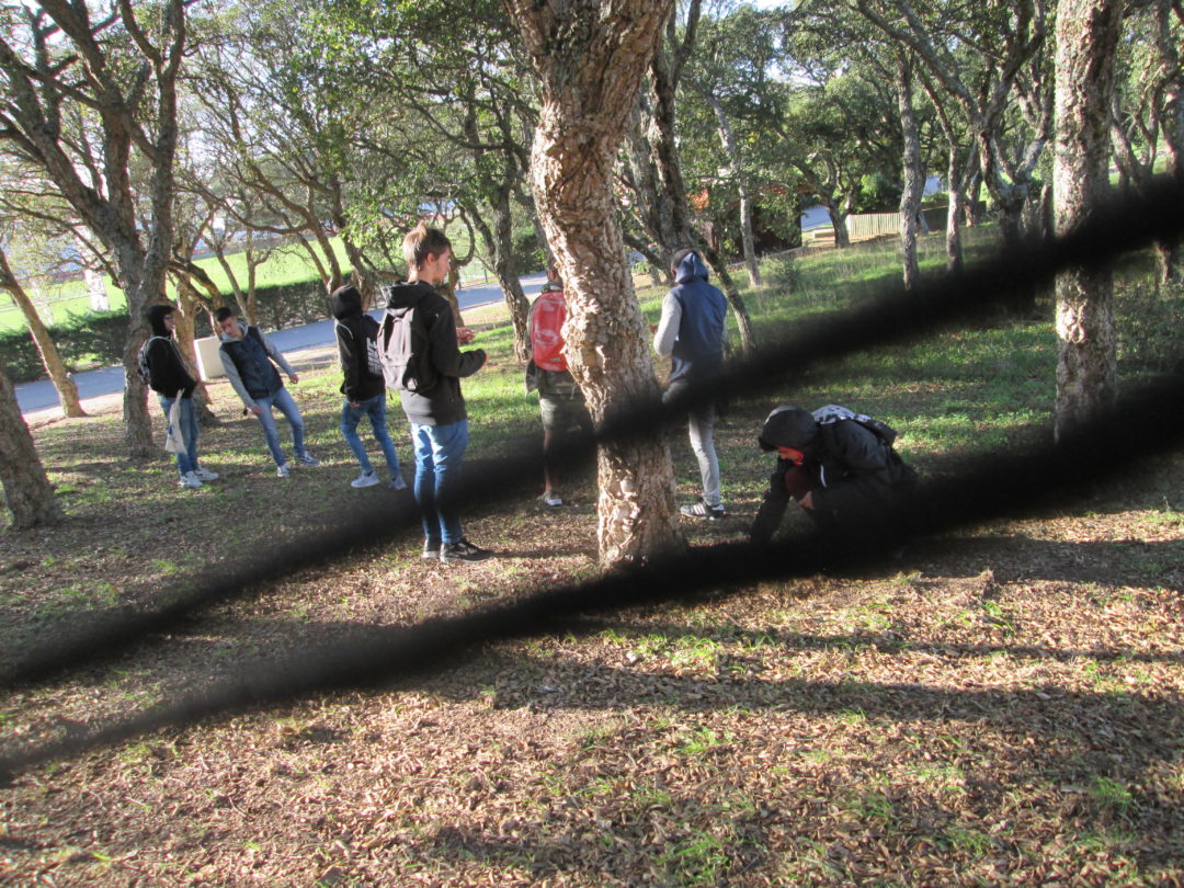 Visita a uma Floresta