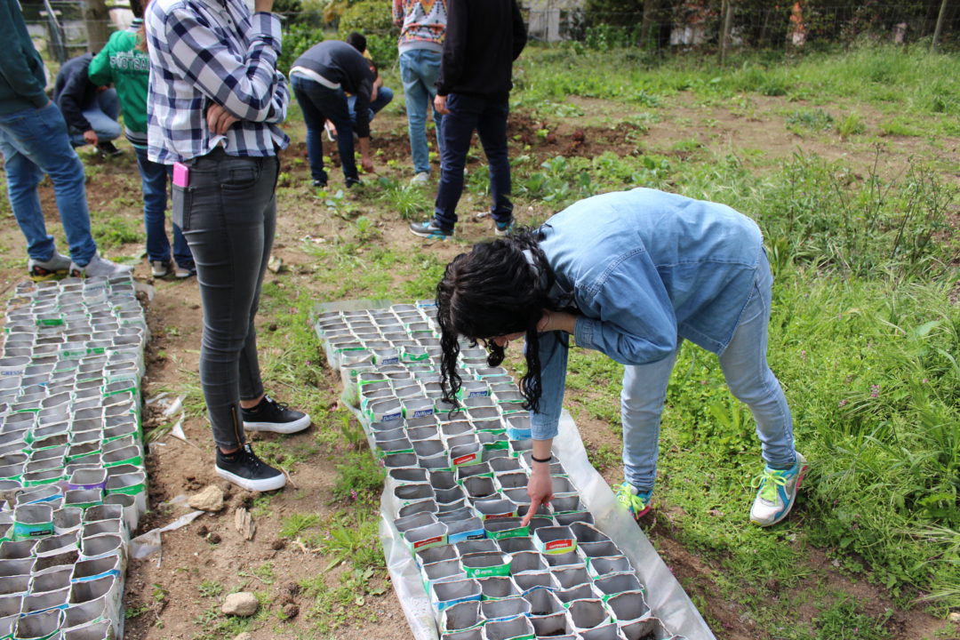 INA desenvolve viveiro de plantas nativas