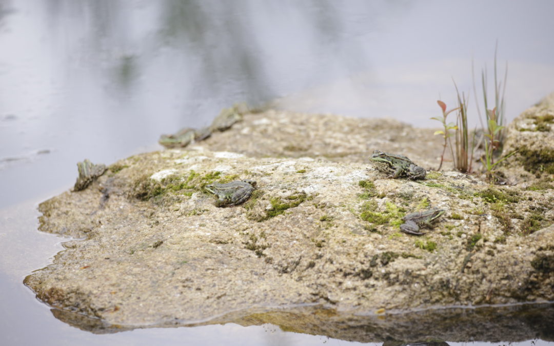 Manutenção do MelgaCharco