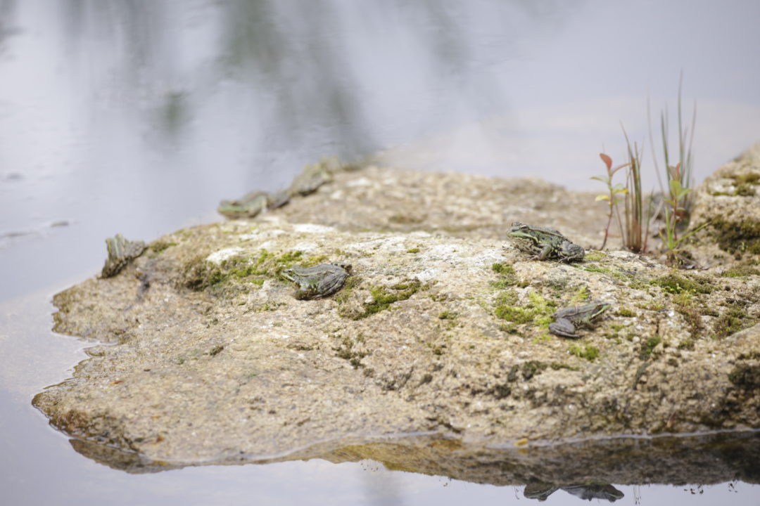 Manutenção do MelgaCharco