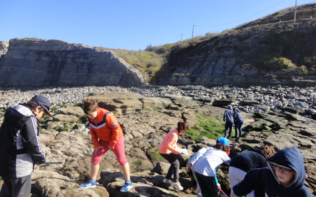 Quem Vive nas poças de maré?