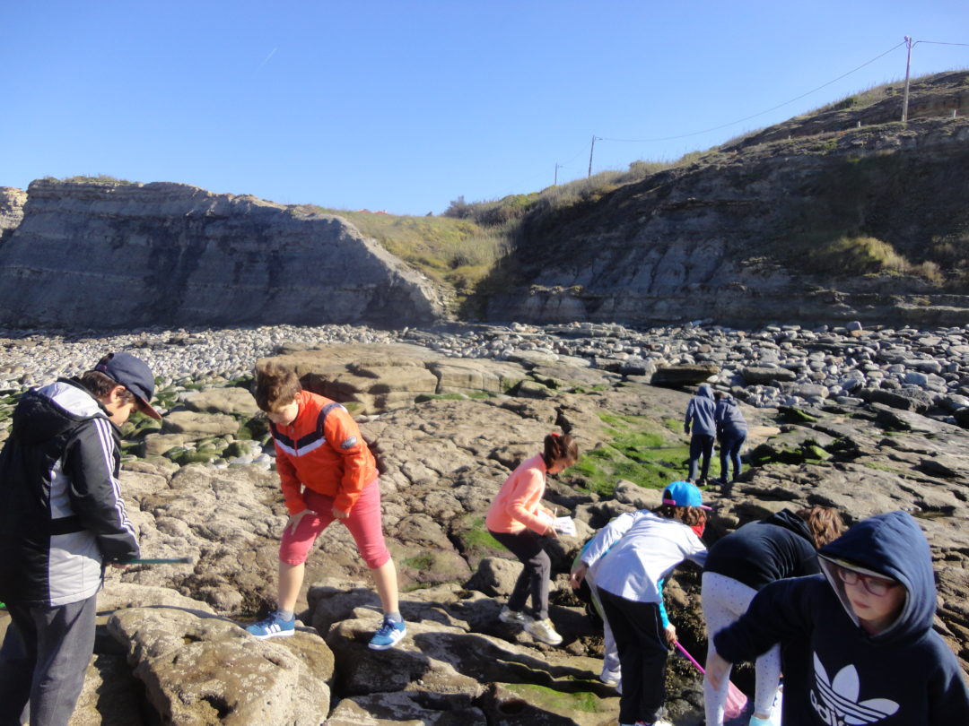 Quem Vive nas poças de maré?