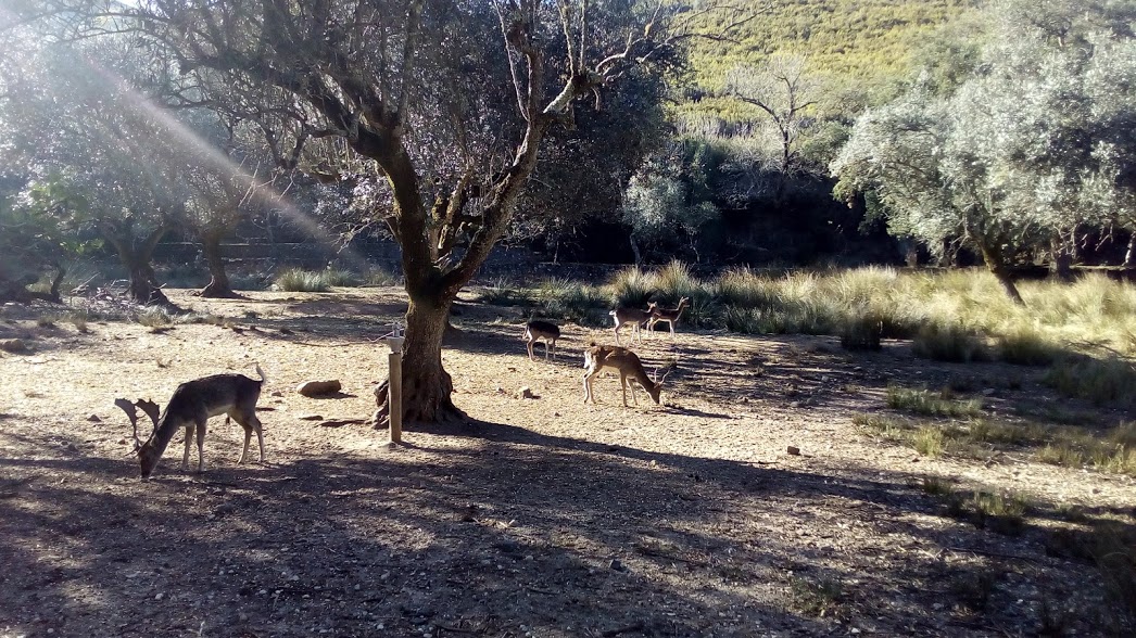 Visita de Estudo à Tapada de Mafra – Conhecer a floresta!