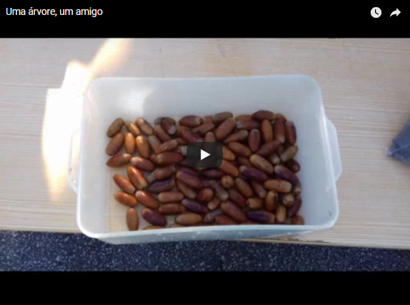 Uma Árvore, um Amigo!