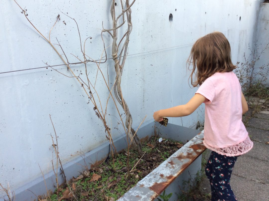 Limpeza dos canteiros dos pátios da salas de aula