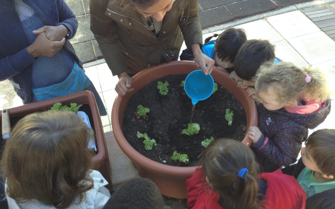 Plantação de legumes na horta do Jardim de Infância da Beloura